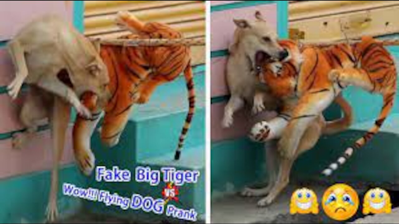 Wow!!! Big Fake Tiger Prank Dog So Funny Just For Laughs Troll Prank Dog Try Not To Laugh Challenge