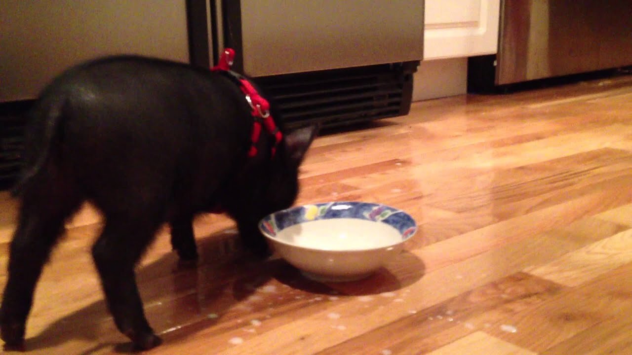 Bacon "Lil' Wayne" Piggystein having dinner