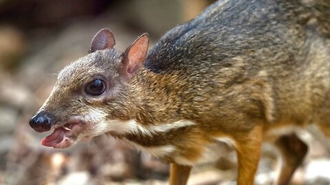 Mouse Deer