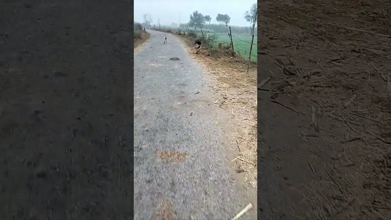 mannat maag #ytshorts #viral #shorts #rudrakrishna #vlog #dog #newpost #dogs #shortsvideo