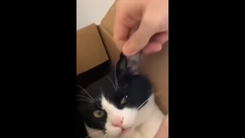 Cute and Funny Cat Videos- The Cutest and Funniest Cats Ever @short @shorts