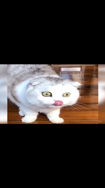 Best funny cats cute cate of the week