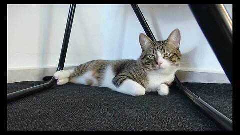Cat Photography