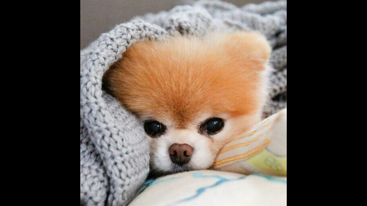 Funny animals - Part. # 4