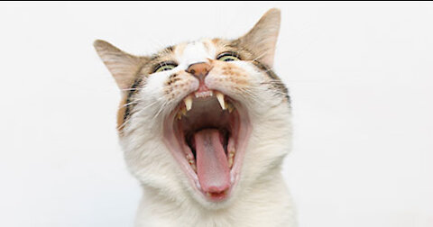 See the cat's magic always funny video my channel plz subscribe thanks all