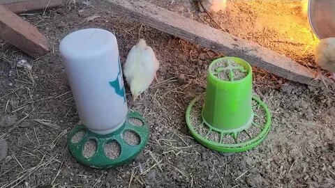Moving the baby chicks.