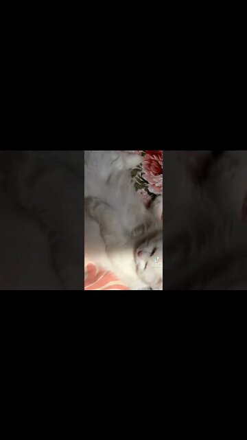 #cats #catsoftiktok #tiktokcats #viral #song #p #hamari #jan #ban #gaye #white #persiancats #male