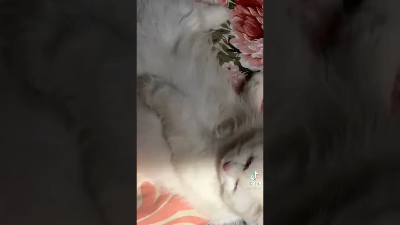 #cats #catsoftiktok #tiktokcats #viral #song #p #hamari #jan #ban #gaye #white #persiancats #male