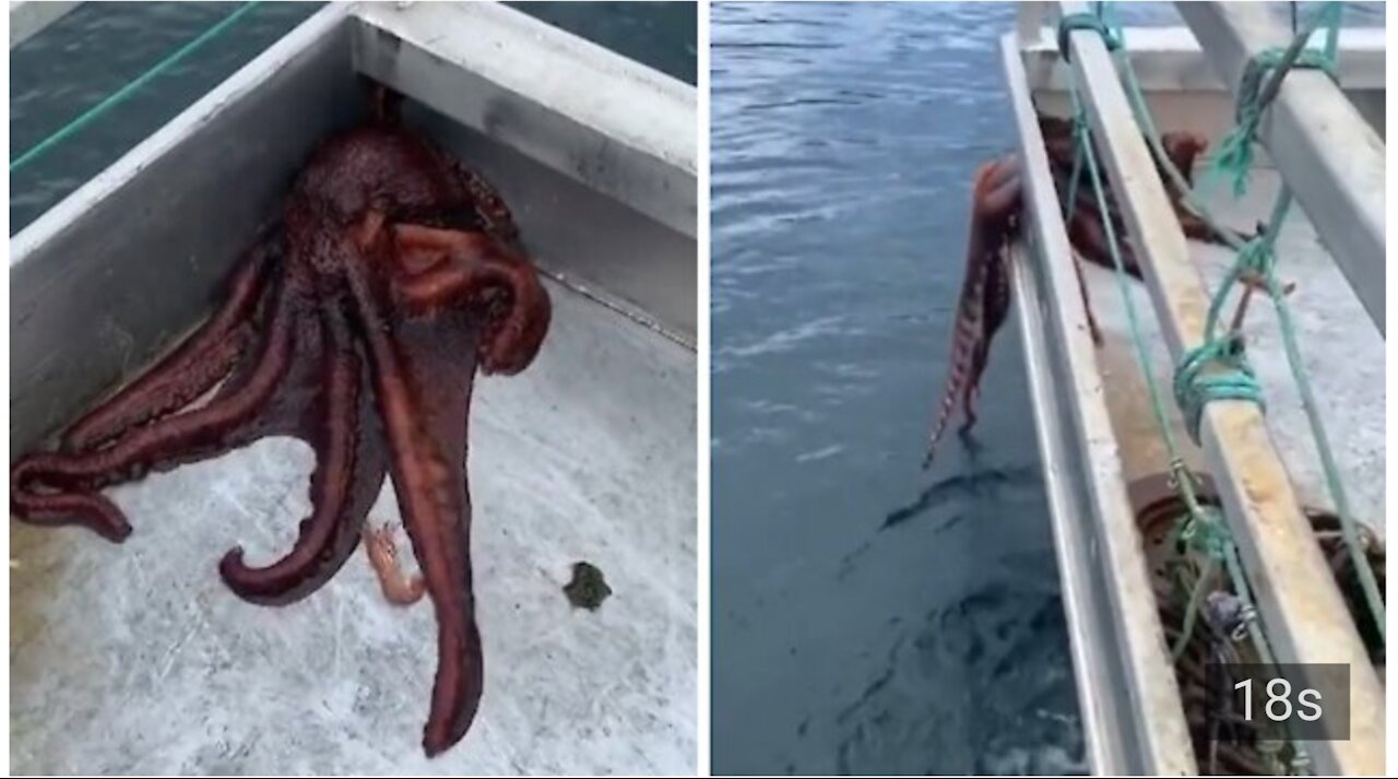 Octopus escapes boat by squeezing through tiny hole