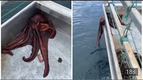 Octopus escapes boat by squeezing through tiny hole