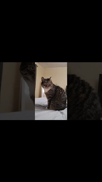 Routine thrown off. Mom is late from work! #cat #funny #dramatic