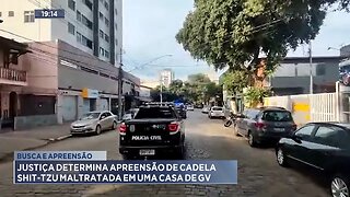 Busca e Apreensão: Justiça Determina Apreensão de Cadela Shit-tzu Maltratada em uma Casa de GV.