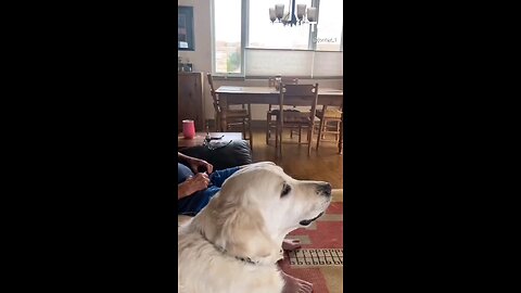 Mans Best Friend