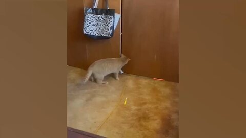 Hilarious Cat Fails Compilation 2024 | Try Not to Laugh Challenge!