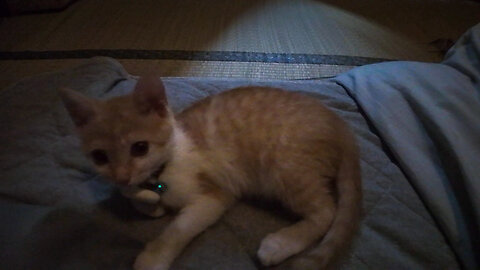 When I woke up in the morning, there was a cat by my pillow. It was purring.