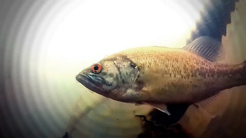 Largemouth Bass in Murky Pond