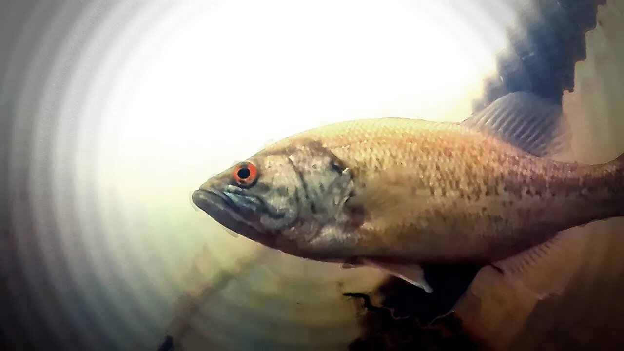 Largemouth Bass in Murky Pond
