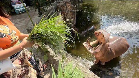 Chiang Mai Zoo สวนสัตว์เชียงใหม่