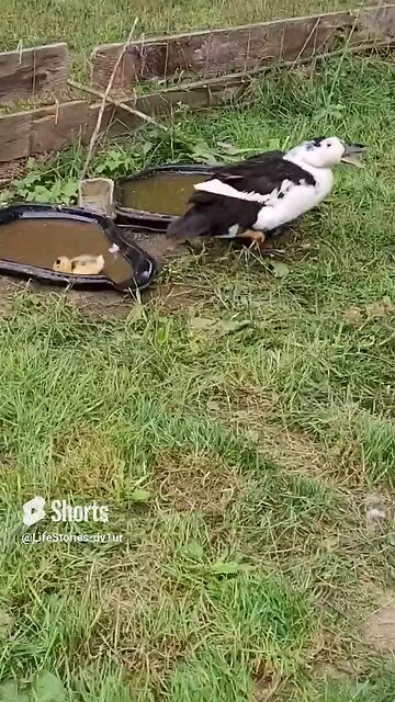 Mama duck and duckling #wildlife #babyduck #shorts #short #viral