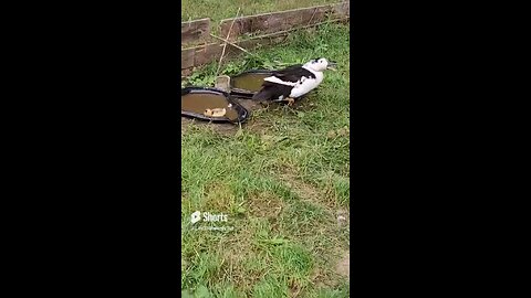Mama duck and duckling #wildlife #babyduck #shorts #short #viral