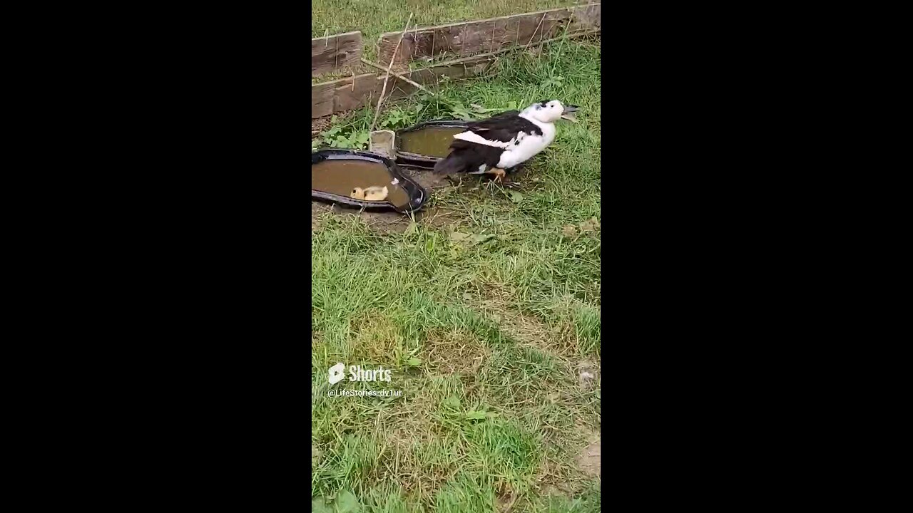 Mama duck and duckling #wildlife #babyduck #shorts #short #viral