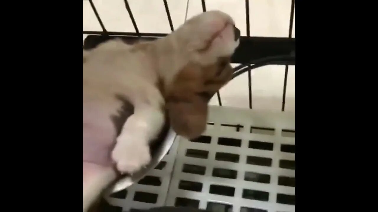 Cute baby animals Videos Compilation cutest moment of the animals
