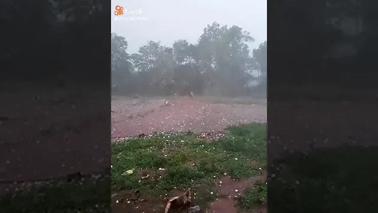 Granizo pega galo de jeito - Ficou tonto de tanto gelo na cuca #shorts