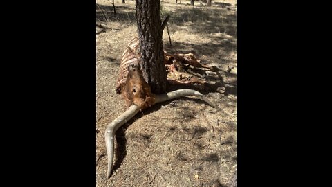 Ladder ranch Seco pack