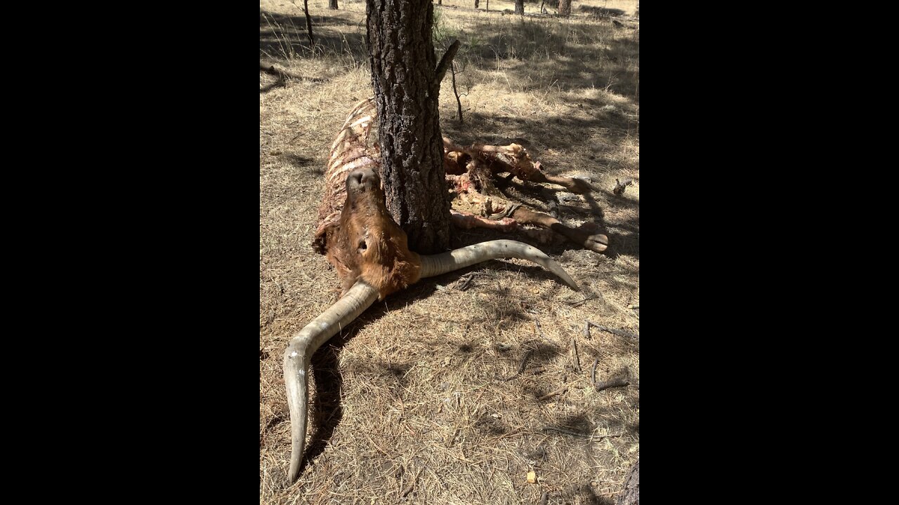 Ladder ranch Seco pack