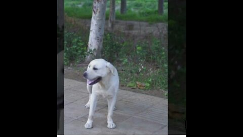 DOG SAVE BLIND MAN LIFE