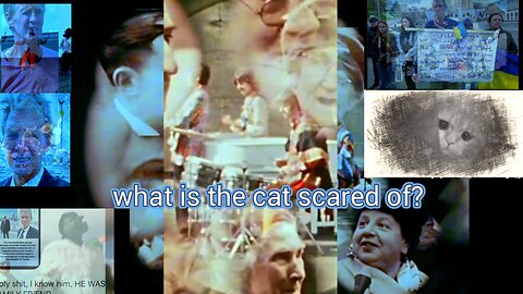 what is the cat scared of?