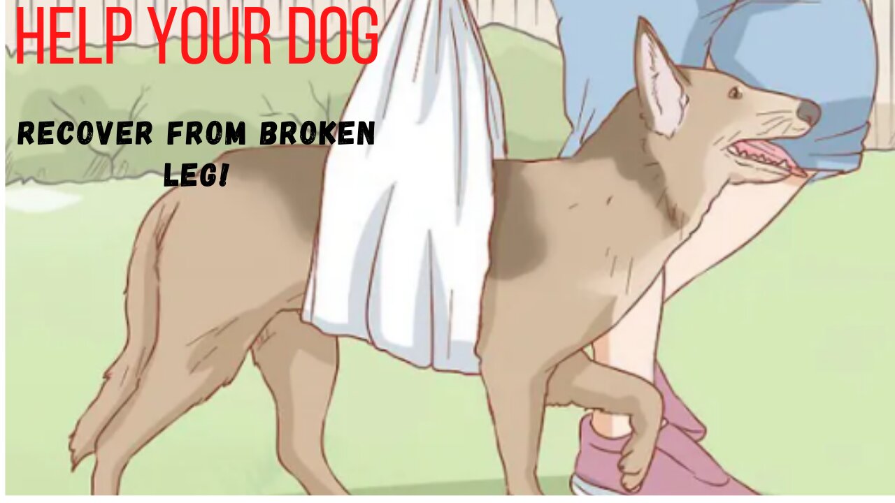 Help Your Dog Recover From a Broken Leg. Use this video to help you take good care of your pet.