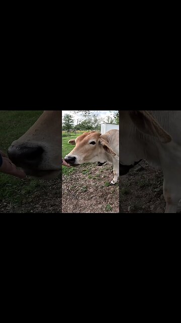 🐮🐂Look who we ran into!