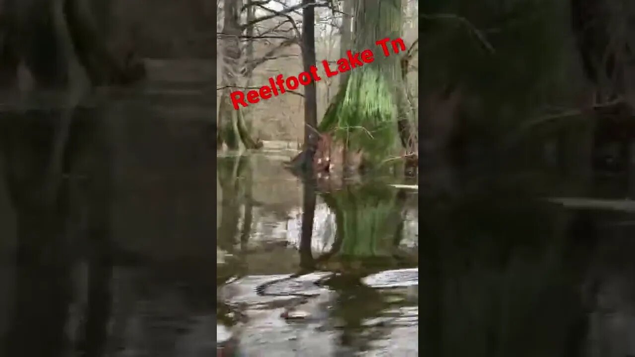 Reelfoot Lake TN