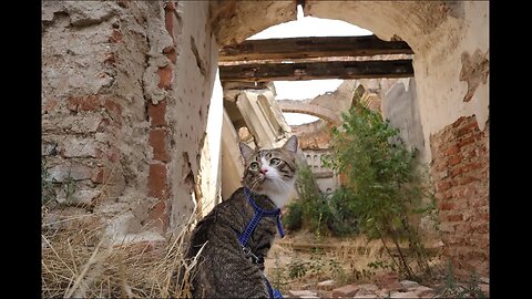 This Curious Cat Visits a Haunted Place