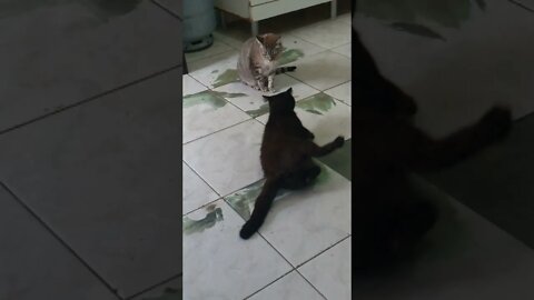 pega ela gata magrela