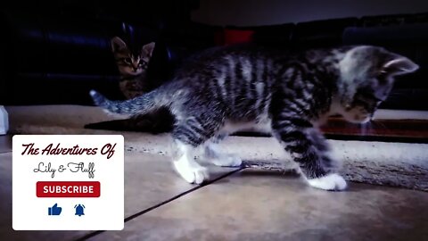 Lily & Fluff: Homecoming 😻😻😻 Cute Cats Come Home
