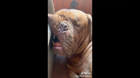 animals funny video 😂 must watch 😅
