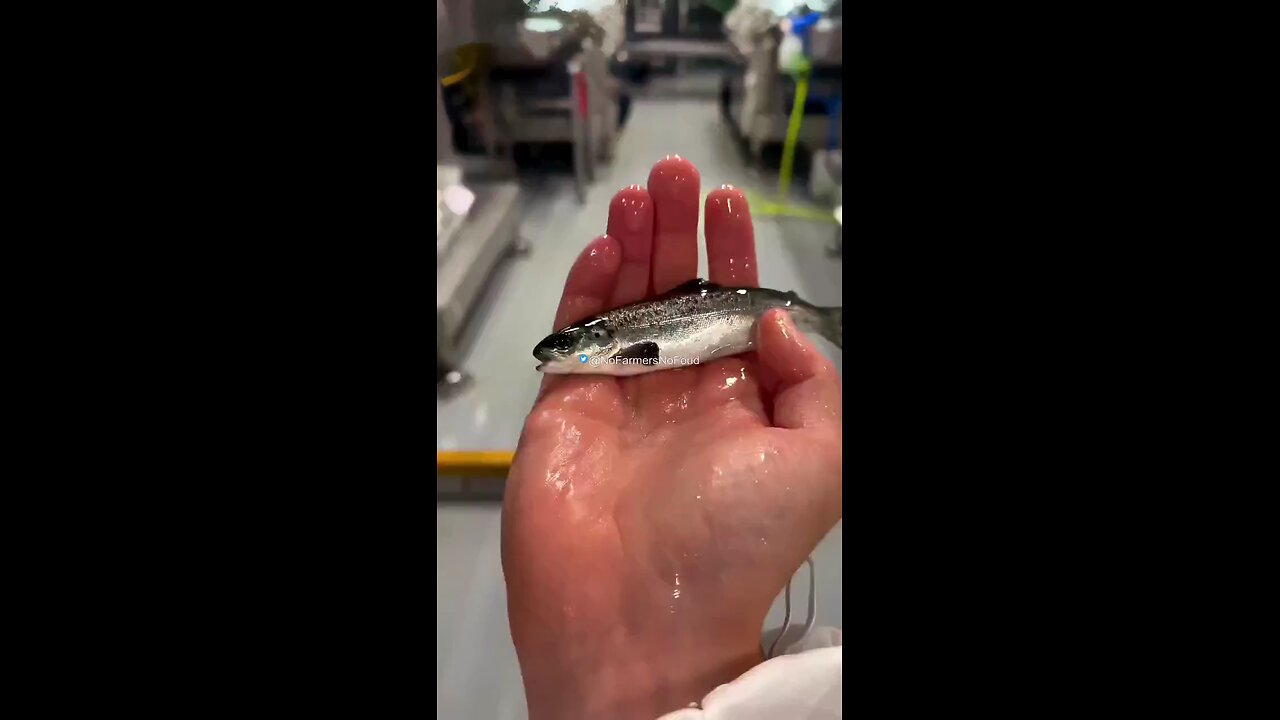 Vaccinated farmed salmon fish