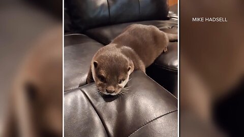 Otters being trained to solve crimes