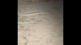 Arizona Rattlesnake