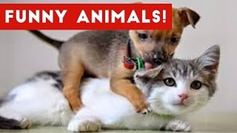 Funny Animals Videos - Best Cute Cats😹 and Crazy Dogs🐶 Videos 2022 Compilation!