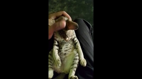 Cat love ❤