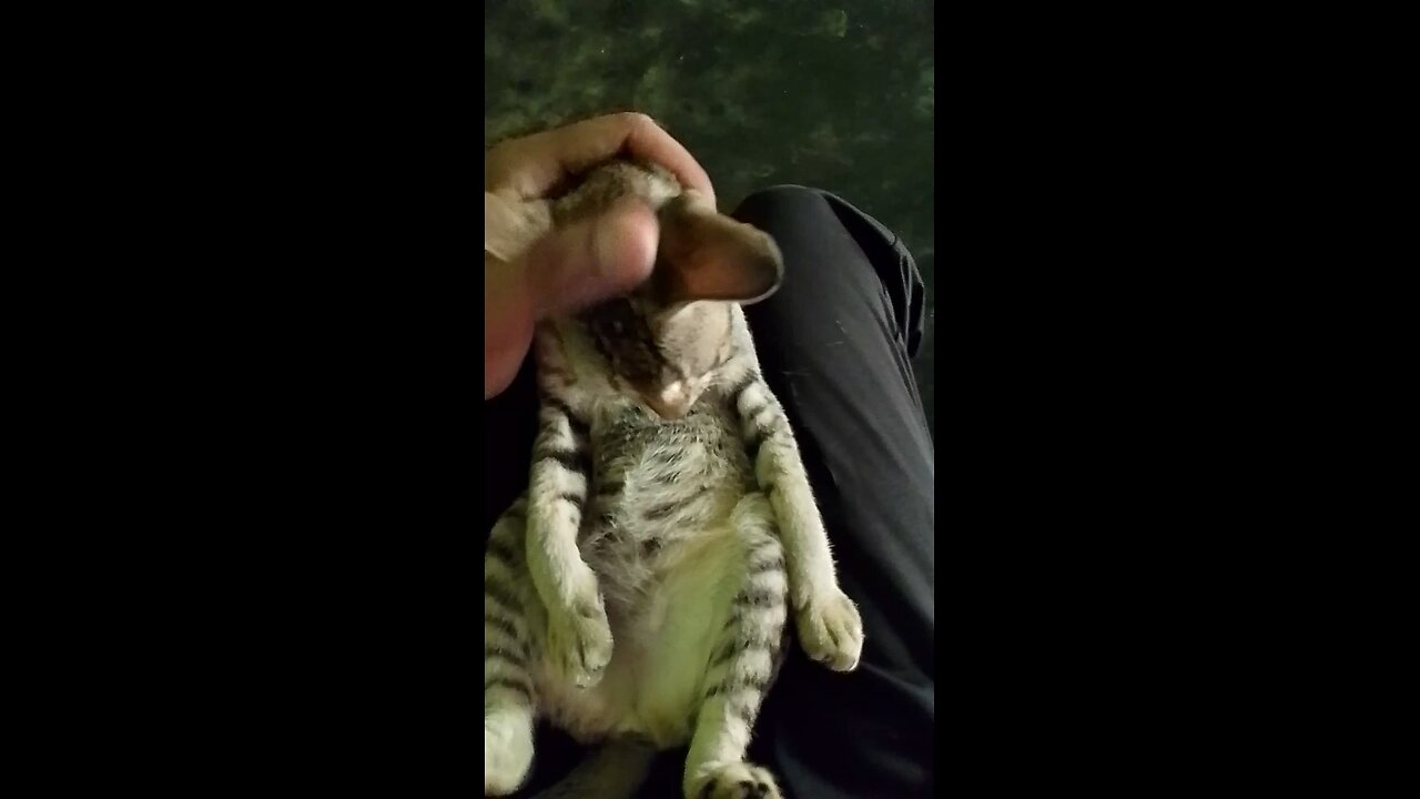 Cat love ❤