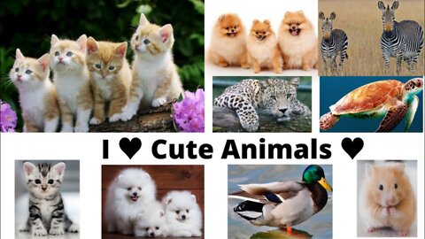 Cute baby animals doing funny things