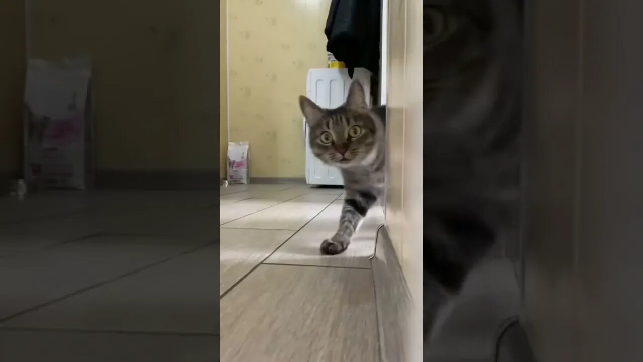 Kucing si embul