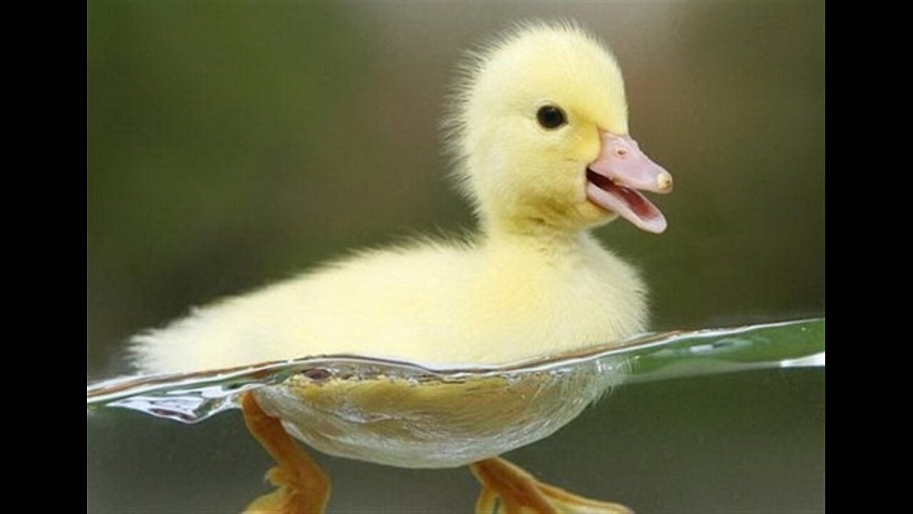 funny animals video