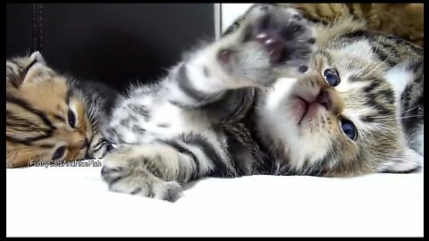 Cat video