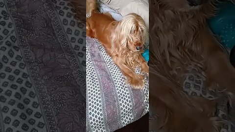 #dogshow , #animals , #dogs , #shortsvideo (5)