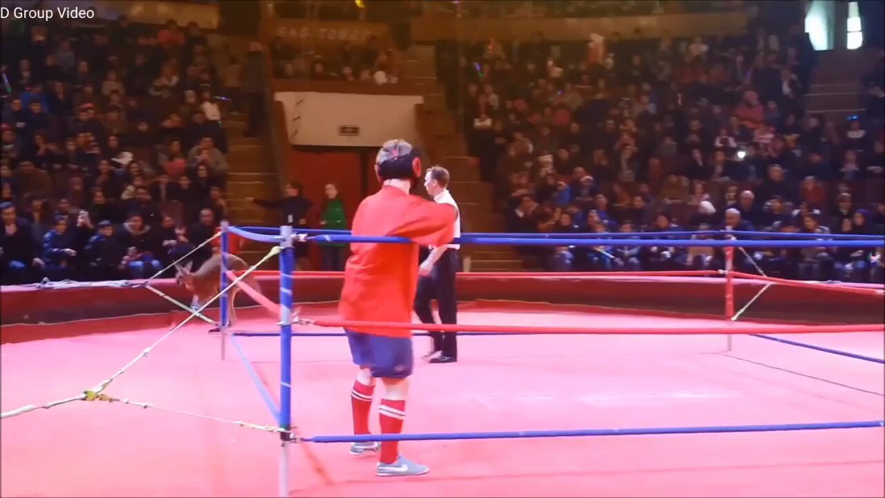 kangaru vs man fight